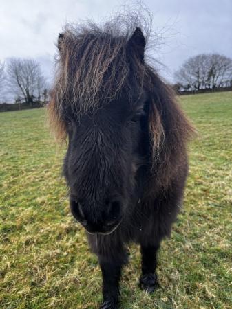 Image 2 of Tiny black American miniature horse broodmare for sale