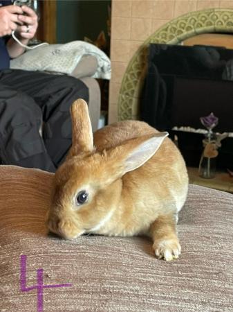 Image 7 of Adorable, friendly Standard Rex rabbit babies