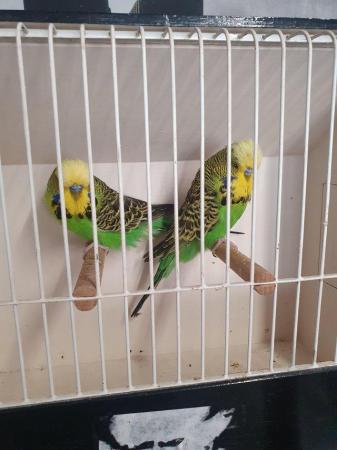 Image 3 of Male Budgies available for pet