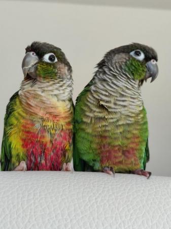 Image 14 of Green Cheek Conures Max & Rosie