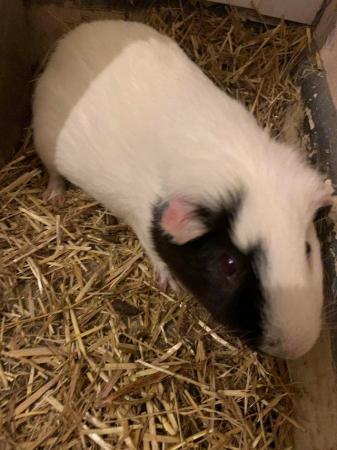 Image 4 of (Still for sale)Male guinea pig (3 years old) for rehoming