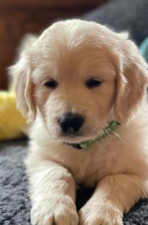Image 5 of Beautiful Goldendoodle puppies for sale