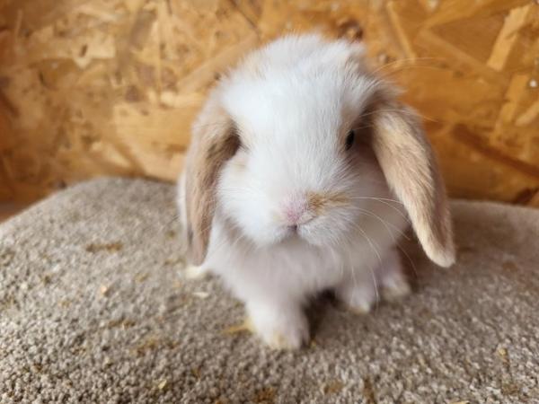 Image 11 of Baby Mini Lop Doe in light tri READY NOW