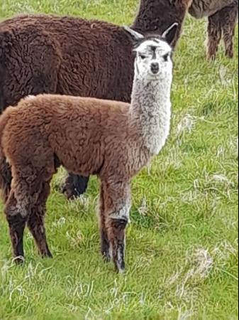 Image 3 of Alpaca breeding female and cria at foot, exceptional colours