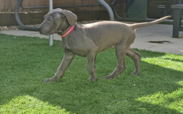 Image 24 of Adorable KC Blue Great Dane puppies READY NOW!!