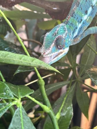 Image 4 of Young male blue panther chameleon