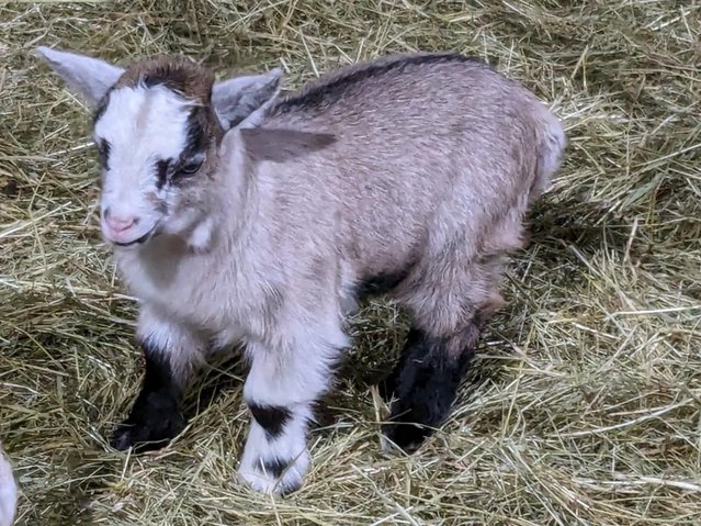 Preview of the first image of Pygmy Goat Kids For Sale.