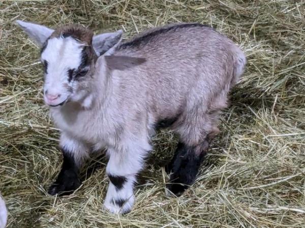 Image 1 of Pygmy Goat Kids For Sale