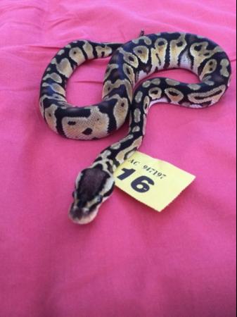 Image 1 of Female Pastel baby royal python.
