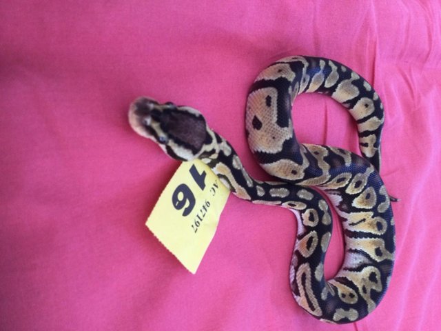 Preview of the first image of Female Pastel baby royal python..