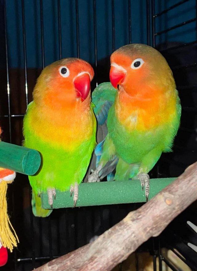  Lovebirds pair with cage and toys