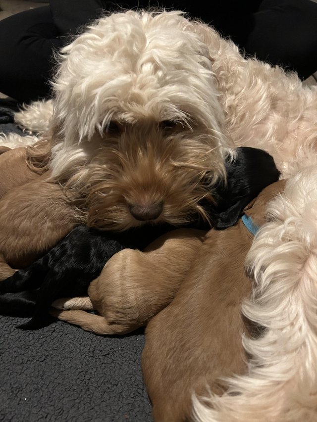 Preview of the first image of F2B COCKAPOO PUPS FOR SALE.