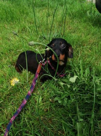 Image 2 of Miniature Dachshund for sale to loving home