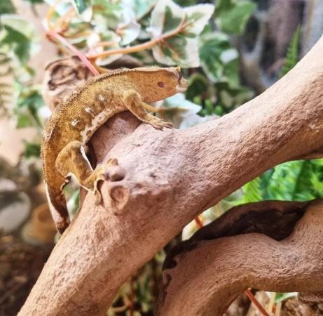 Image 12 of Beautiful Male Crested Gecko