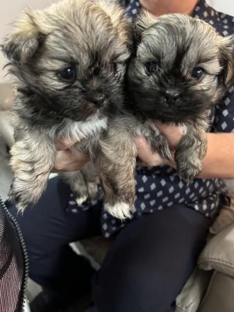 Image 9 of 6 x shihtzu x puppies for sale