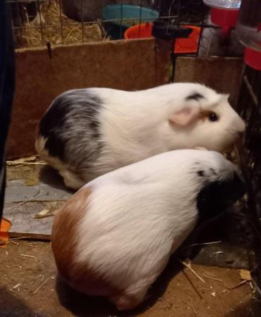 Image 6 of Mixed age guinea pigs. 3 to 12 months