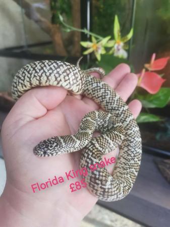 Image 7 of King and rat snakes available