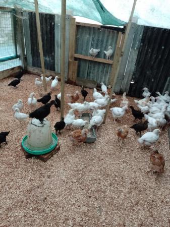 Image 2 of Blue, white and dark brown egg laying chickens