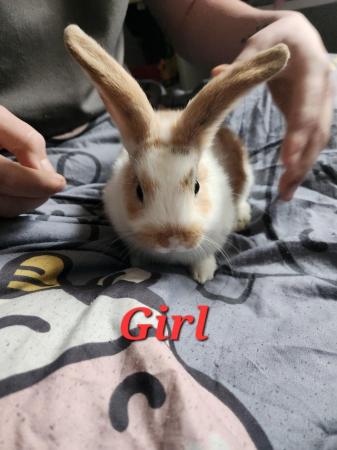 Image 6 of Last girl baby rabbit for sale