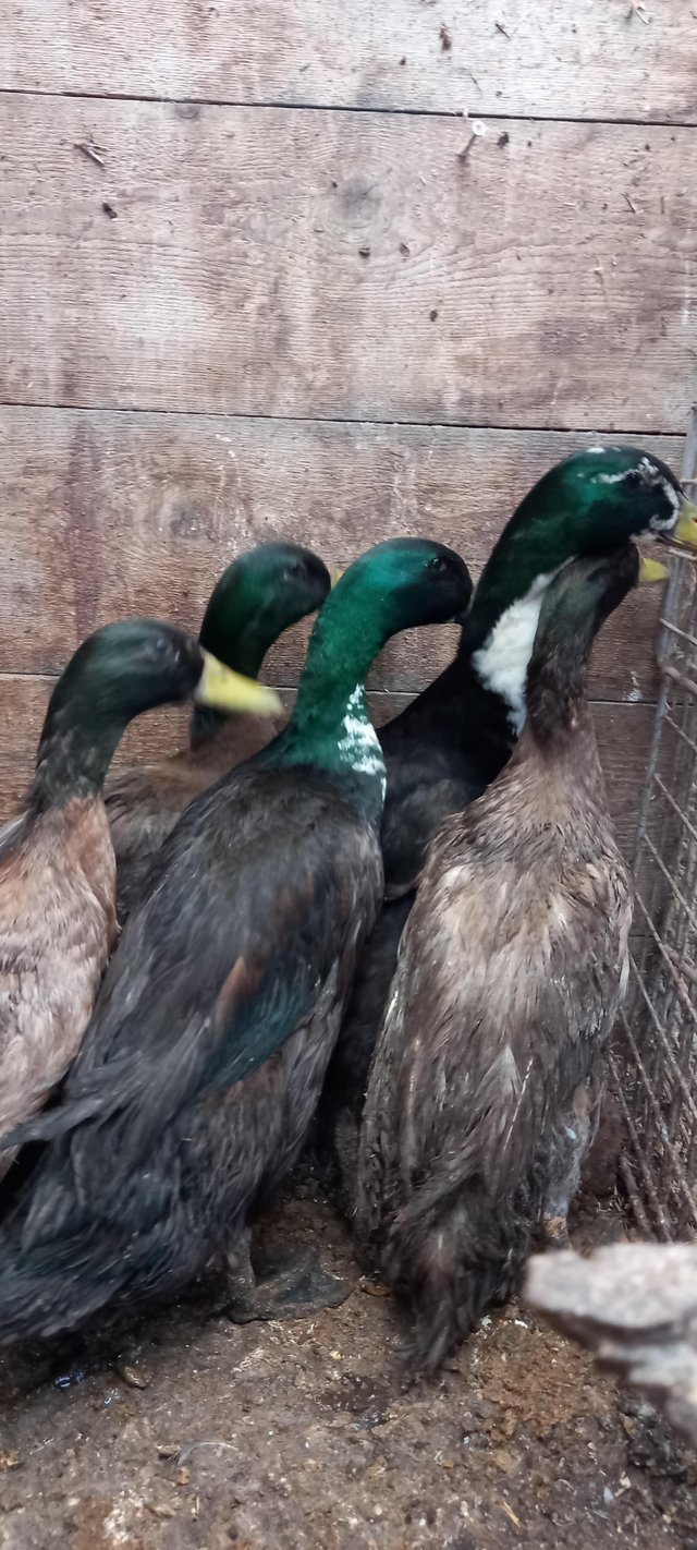 Preview of the first image of For sale  young male ducks.