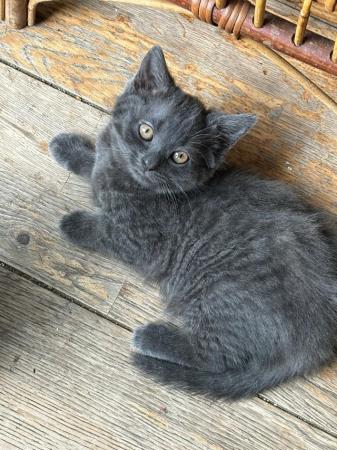 Image 1 of Beautiful Grey mix breed kittens