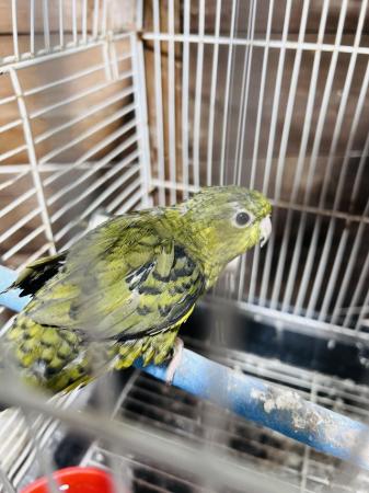 Image 3 of Bonded pair green lineolated parrot