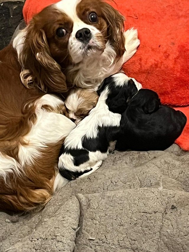 Preview of the first image of Cavalier King Charles Spaniel puppies.