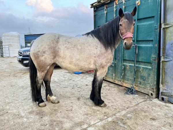 Image 7 of PRE Fusion filly foal to make 16hh