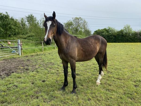 Image 2 of Welsh part bred 2 year old gelding