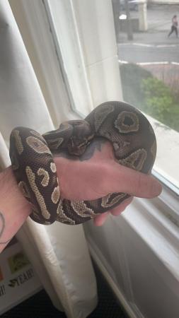Image 3 of Female python with vivarium