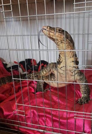 Image 7 of Asian water monitor for sale