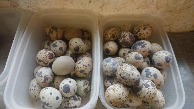 Preview of the first image of Quail Japanese fertile eggs.......