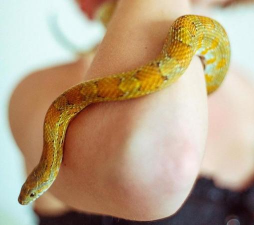 Image 1 of Gentle male corn snake with large vivarium