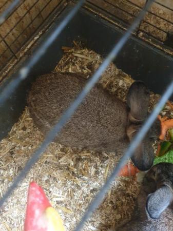 Image 3 of Bonded pair of rabbits for sale