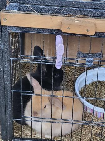 Image 3 of 11 Week old Lop eared rabbits reduced to £15. each