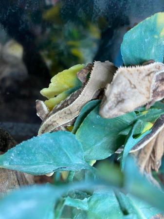 Image 1 of Baby lily white crested geckos £130 Each