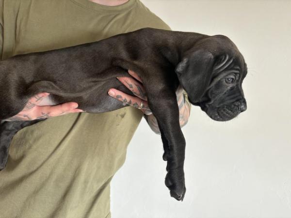 Image 14 of Litter of 12 Cane Corso Puppies