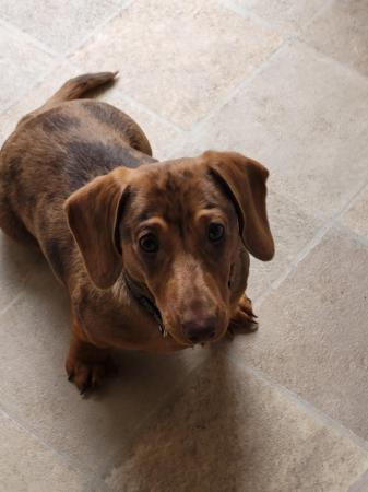 Image 5 of 7 month old dapple dachshund