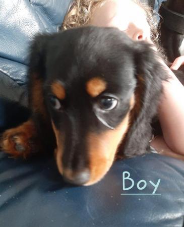 Image 27 of Long haired miniture dachshund pups.