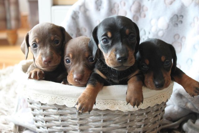 Image 1 of Kc registered mini dachshund puppies