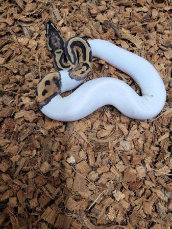 Image 2 of Various royal pythons, pied , mojave , pastel , het russo