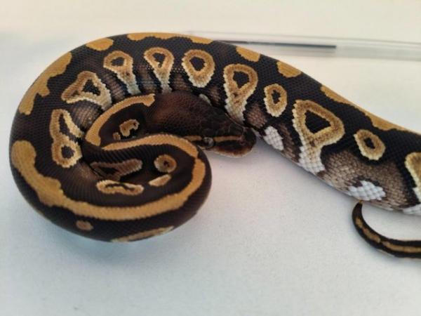 Image 2 of Phantom ball python royal python female
