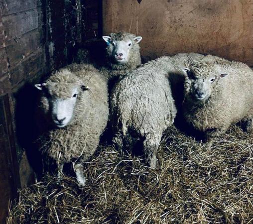 Image 1 of Native bred sheep for sale. Cross breeds