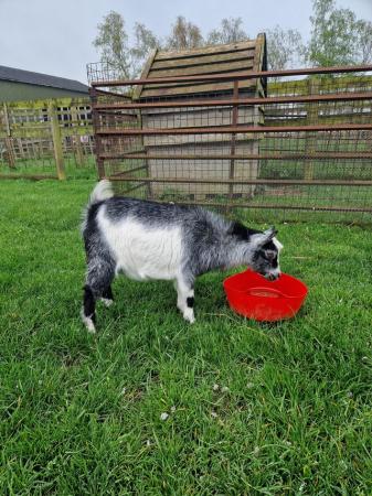 Image 1 of 1 year old Pygmy Goat nanny for sale