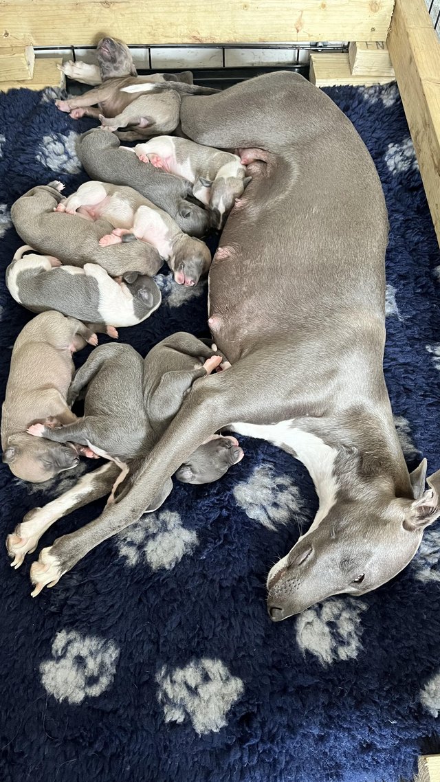 Preview of the first image of Stunning full pedigree KC registered blue whippet puppies.