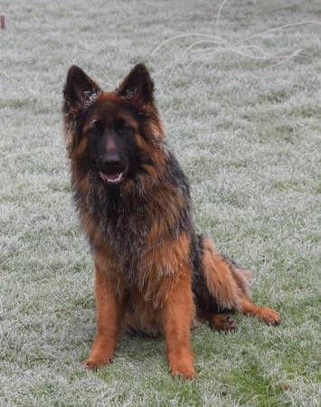 Image 9 of Top Quality Red & Black Longcoated GSD Pups