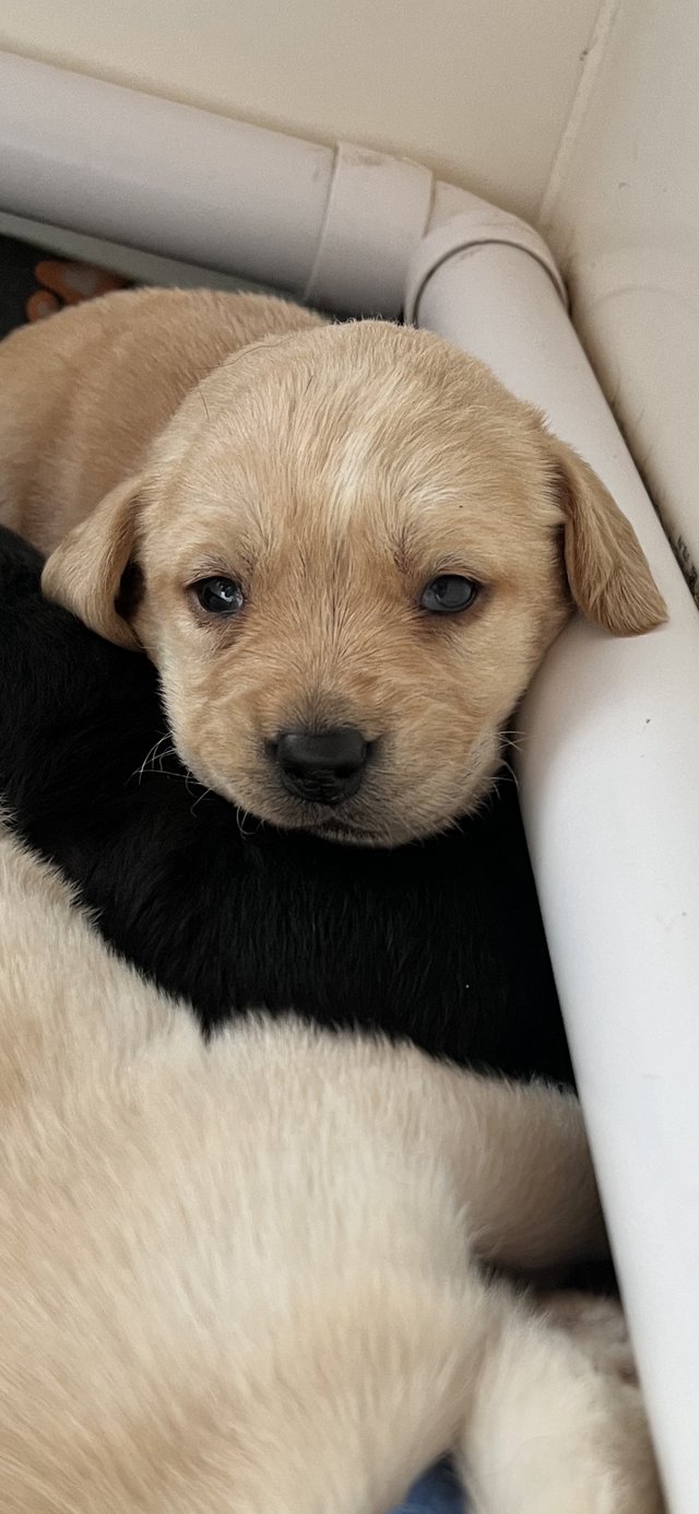 Preview of the first image of Labrador puppies for sale.