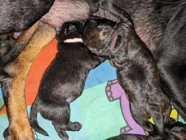 Image 3 of REDUCED Bull Mastweiler puppies Microchipped and first jabs