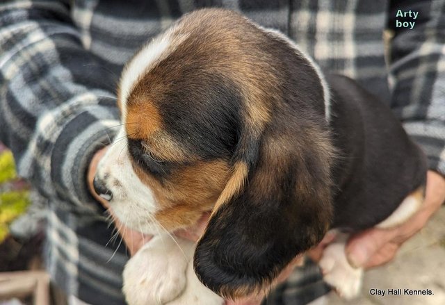 Image 20 of Quality, F1, Beaglier puppies, ready soon.