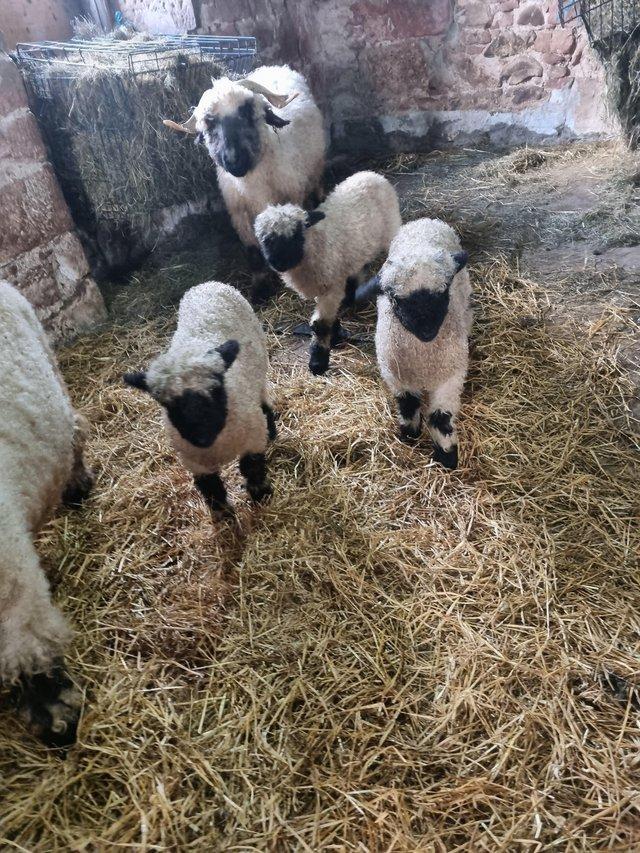 Preview of the first image of Valais blacknose tup lambs.